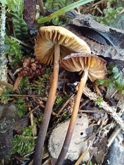 Marasmius torquescens