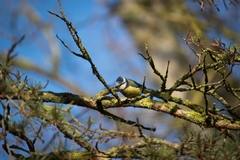 Cyanistes caeruleus