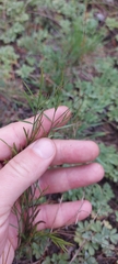 Polygala tenuifolia