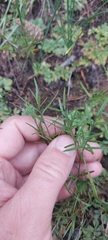 Polygala tenuifolia