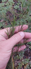 Polygala tenuifolia