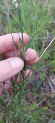 Polygala tenuifolia