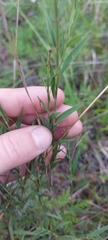 Polygala tenuifolia