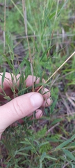 Polygala tenuifolia