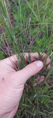 Polygala tenuifolia