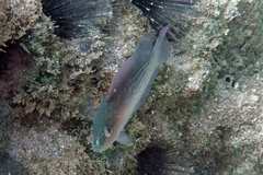 Labracinus lineatus