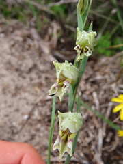 Gladiolus griseus