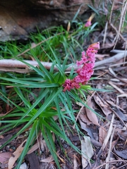 Dracophyllum secundum
