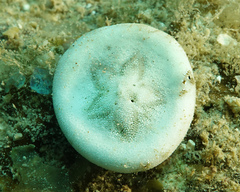 Image of Peronella orbicularis
