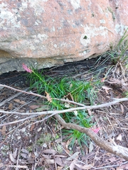 Dracophyllum secundum