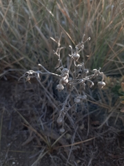 Achillea maritima