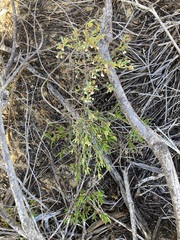 Monotaxis bracteata