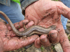 Plestiodon obsoletus