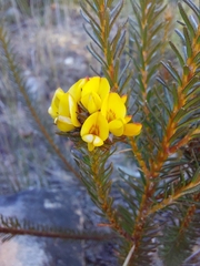Phyllota grandiflora