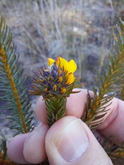 Phyllota grandiflora