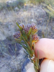 Phyllota grandiflora