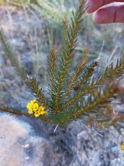 Phyllota grandiflora