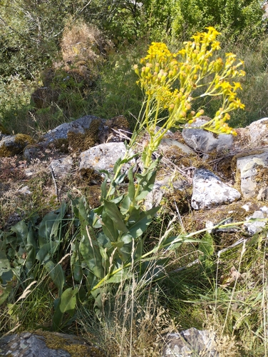 Image of Senecio altissimus by no rights reserved