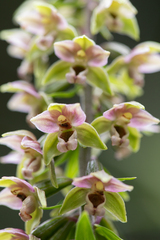 Epipactis purpurata