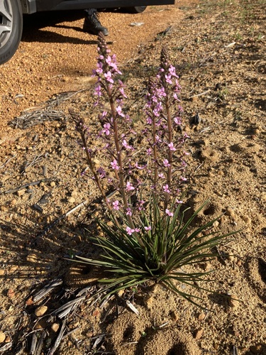 Image of Stylidium elongatum by (c) Thomas Mesaglio, some rights reserved (CC BY)