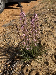 Stylidium elongatum