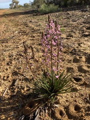 Stylidium elongatum