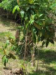 Miconia impetiolaris