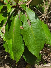 Miconia impetiolaris