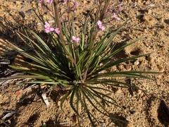 Stylidium elongatum
