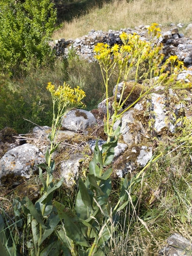 Image of Senecio altissimus by no rights reserved