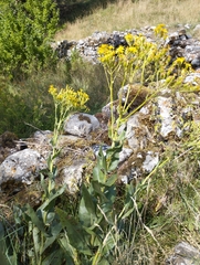 Senecio altissimus, photograph José Luis Camaño, CC0, iNaturalist via GBIF