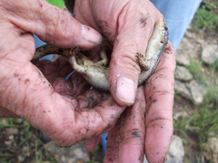 Plestiodon obsoletus