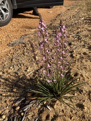 Stylidium elongatum
