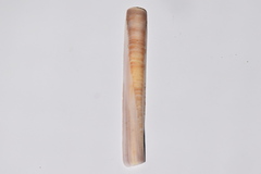 Ensis minor