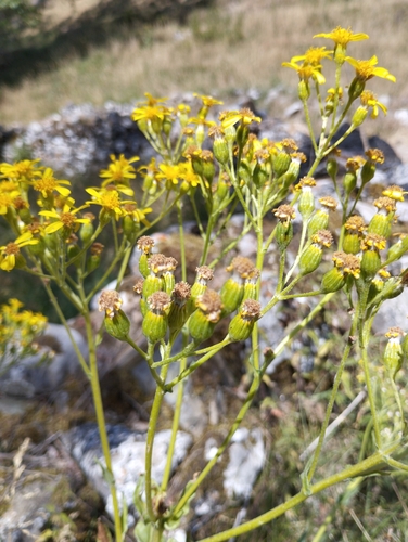 Image of Golden Ragwort (Senecio altissimus) by no rights reserved