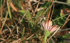 Dimorphotheca caulescens