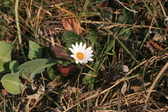 Dimorphotheca caulescens