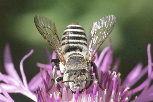 Megachile marginata