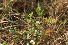 Eugenia albanensis