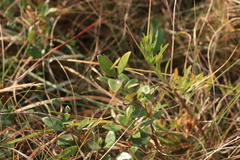 Eugenia albanensis