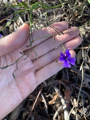 Dampiera lindleyi
