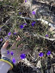 Dampiera lindleyi