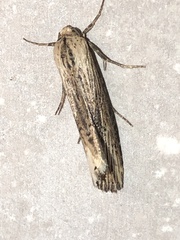 Crambodes talidiformis