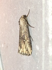 Crambodes talidiformis