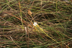 Chironia albiflora