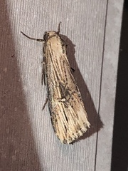 Crambodes talidiformis