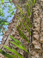 Microgramma lycopodioides