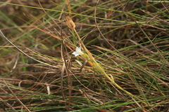 Chironia albiflora
