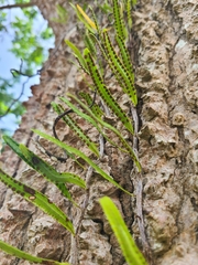Microgramma lycopodioides
