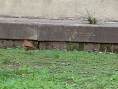 Furnarius rufus